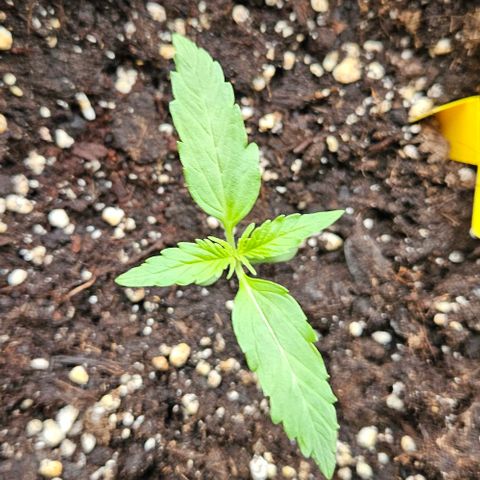 Sticky Orange XXL Automatic 1 growlog timeline photo