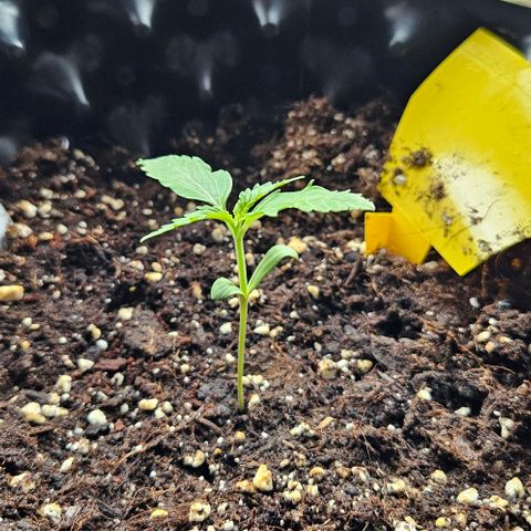 Sticky Orange XXL Automatic 1 growlog timeline photo
