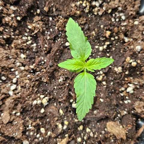 Sticky Orange XXL Automatic growlog timeline photo