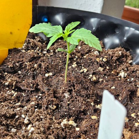 Sticky Orange XXL Automatic growlog timeline photo