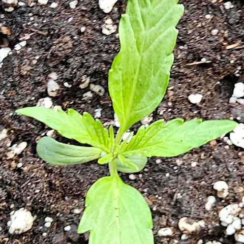 Sticky Orange XXL Automatic 1 growlog timeline photo