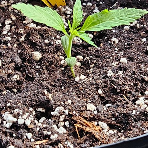 Sticky Orange XXL Automatic 1 growlog timeline photo