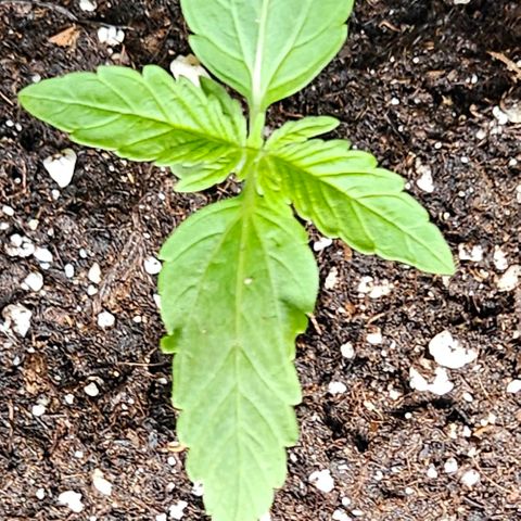 Sticky Orange XXL Automatic growlog timeline photo