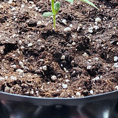 Sticky Orange XXL Automatic growlog timeline photo
