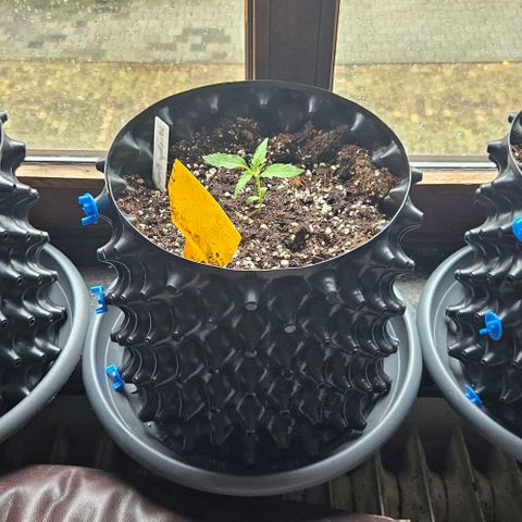 Sticky Orange XXL Automatic 1 growlog timeline photo