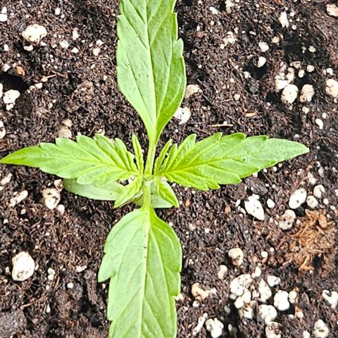 Sticky Orange XXL Automatic 1 growlog timeline photo