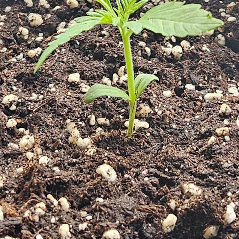 Sticky Orange XXL Automatic 1 growlog timeline photo