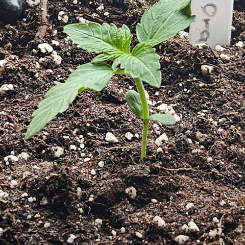 Sticky Orange XXL Automatic growlog timeline photo