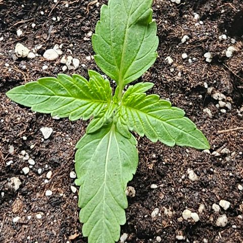 Sticky Orange XXL Automatic growlog timeline photo