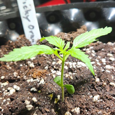 Sticky Orange XXL Automatic 1 growlog timeline photo