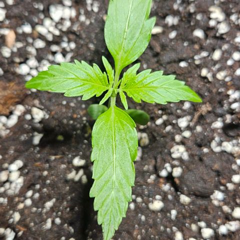 Sticky Orange XXL Automatic 1 growlog timeline photo