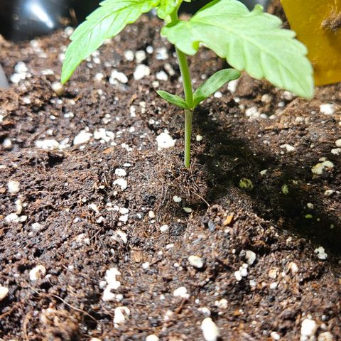 Sticky Orange XXL Automatic growlog timeline photo