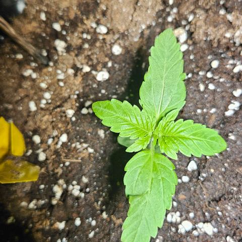 Sticky Orange XXL Automatic growlog timeline photo