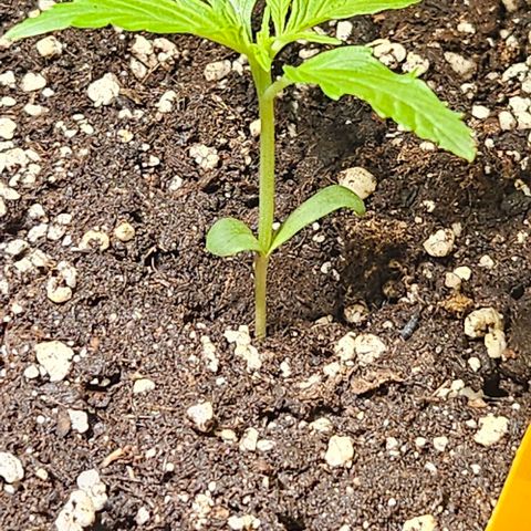 Sticky Orange XXL Automatic 1 growlog timeline photo