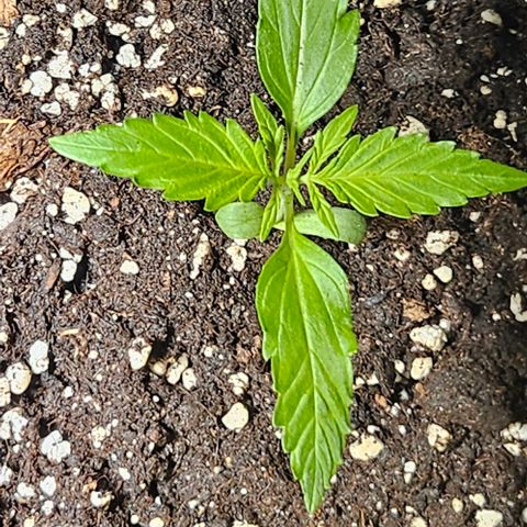 Sticky Orange XXL Automatic 1 growlog timeline photo
