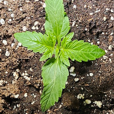 Sticky Orange XXL Automatic growlog timeline photo