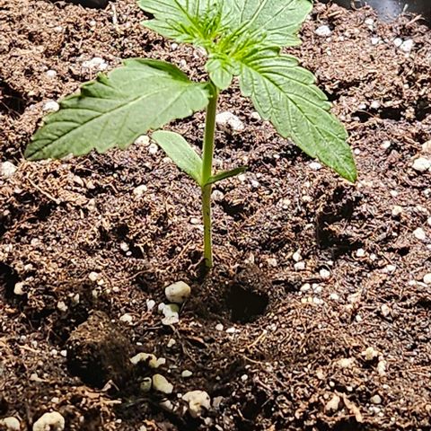 Sticky Orange XXL Automatic growlog timeline photo