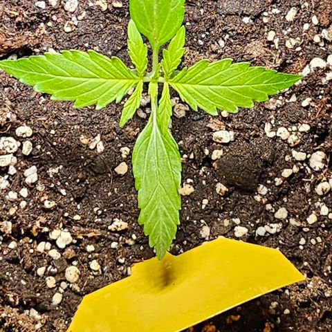 Sticky Orange XXL Automatic 1 growlog timeline photo