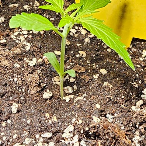 Sticky Orange XXL Automatic 1 growlog timeline photo