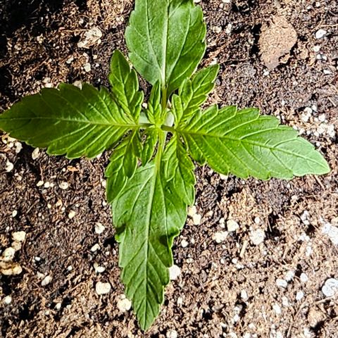 Sticky Orange XXL Automatic growlog timeline photo