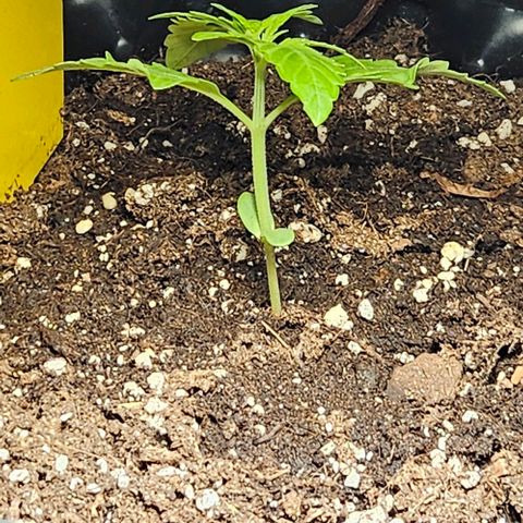 Sticky Orange XXL Automatic growlog timeline photo