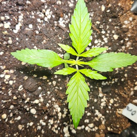 Sticky Orange XXL Automatic 1 growlog timeline photo