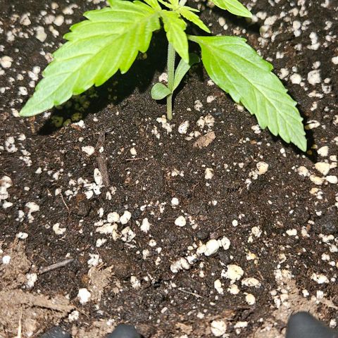 Sticky Orange XXL Automatic 1 growlog timeline photo