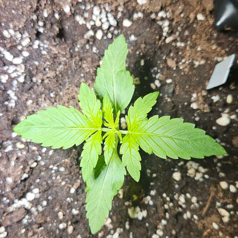 Sticky Orange XXL Automatic growlog timeline photo