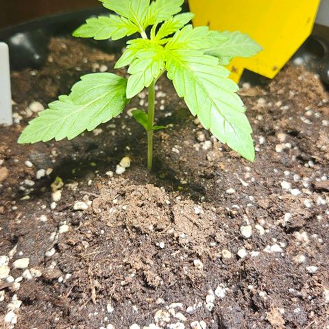 Sticky Orange XXL Automatic growlog timeline photo