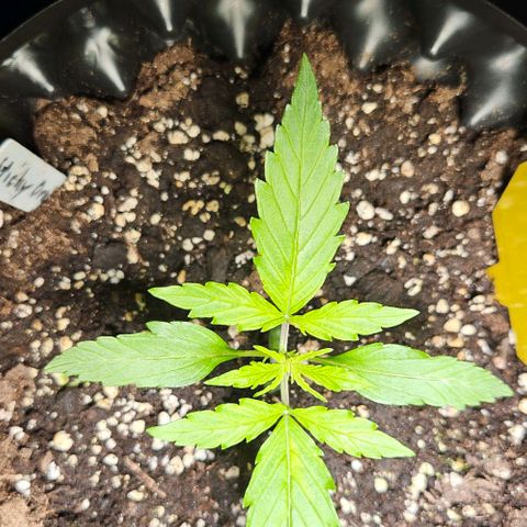 Sticky Orange XXL Automatic 1 growlog timeline photo