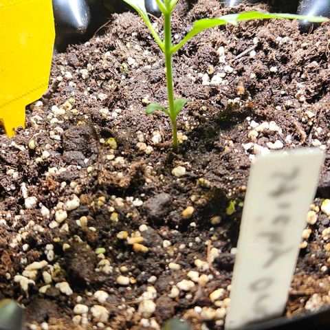 Sticky Orange XXL Automatic 1 growlog timeline photo