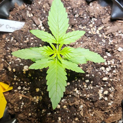 Sticky Orange XXL Automatic growlog timeline photo