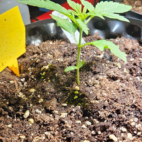 Sticky Orange XXL Automatic growlog timeline photo