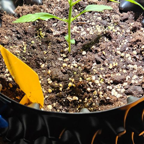 Sticky Orange XXL Automatic 1 growlog timeline photo