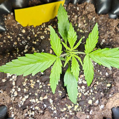 Sticky Orange XXL Automatic 1 growlog timeline photo