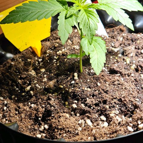 Sticky Orange XXL Automatic growlog timeline photo