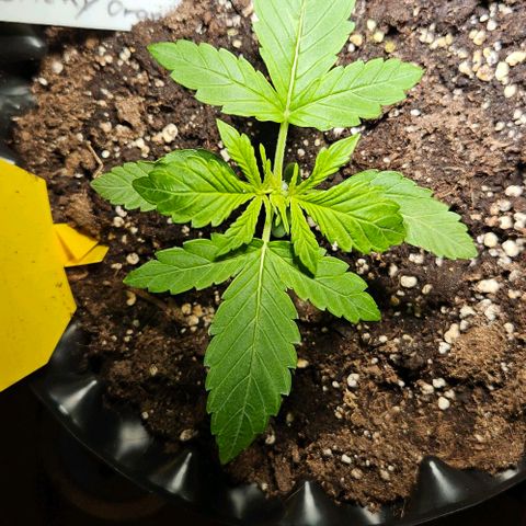 Sticky Orange XXL Automatic growlog timeline photo