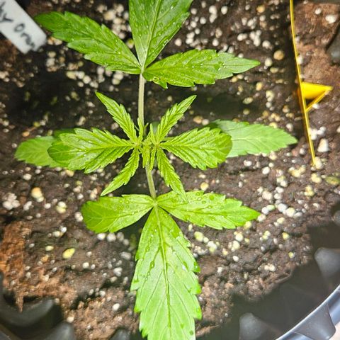 Sticky Orange XXL Automatic 1 growlog timeline photo