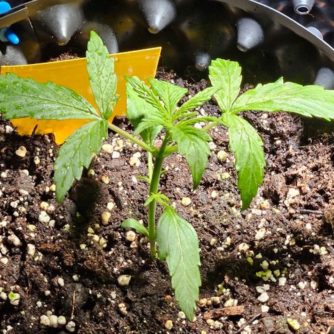 Sticky Orange XXL Automatic 1 growlog timeline photo