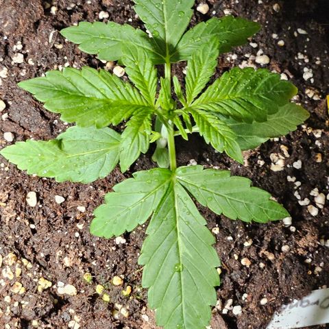 Sticky Orange XXL Automatic growlog timeline photo