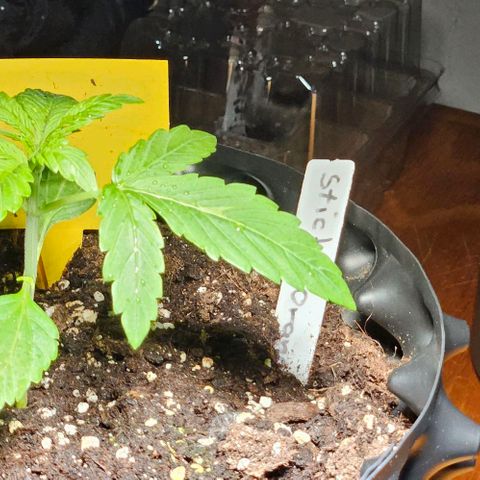 Sticky Orange XXL Automatic growlog timeline photo