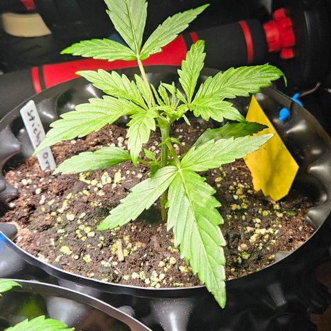 Sticky Orange XXL Automatic 1 growlog timeline photo