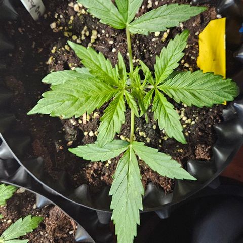 Sticky Orange XXL Automatic 1 growlog timeline photo