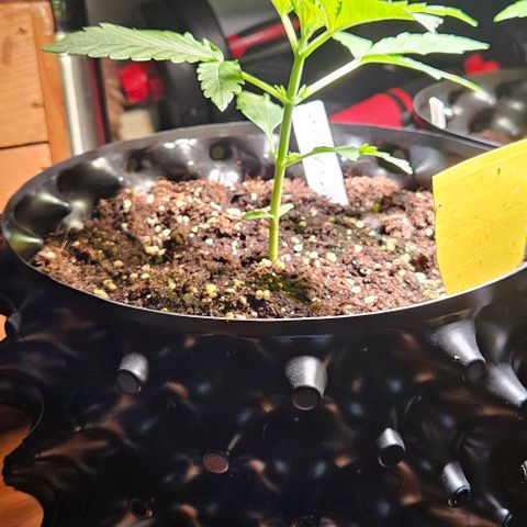 Sticky Orange XXL Automatic growlog timeline photo