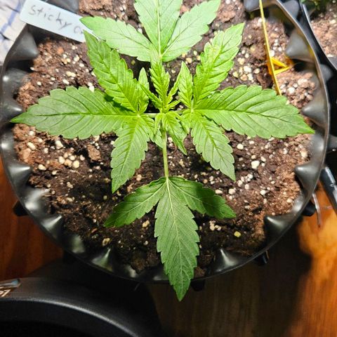 Sticky Orange XXL Automatic growlog timeline photo