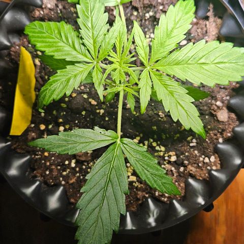 Sticky Orange XXL Automatic 1 growlog timeline photo