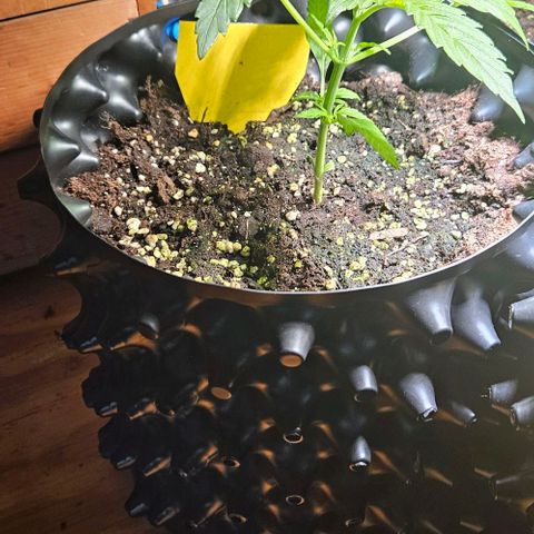 Sticky Orange XXL Automatic 1 growlog timeline photo