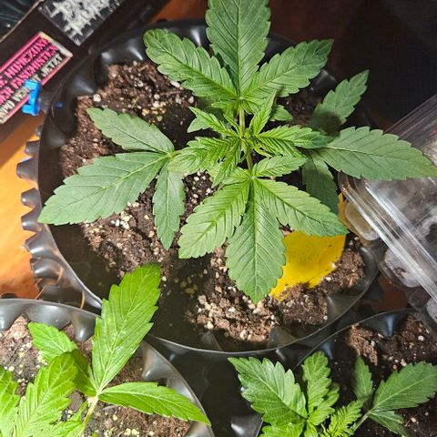 Sticky Orange XXL Automatic growlog timeline photo