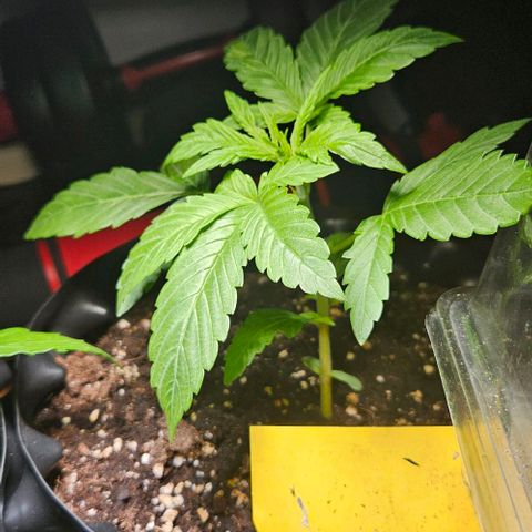 Sticky Orange XXL Automatic growlog timeline photo