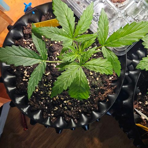 Sticky Orange XXL Automatic 1 growlog timeline photo
